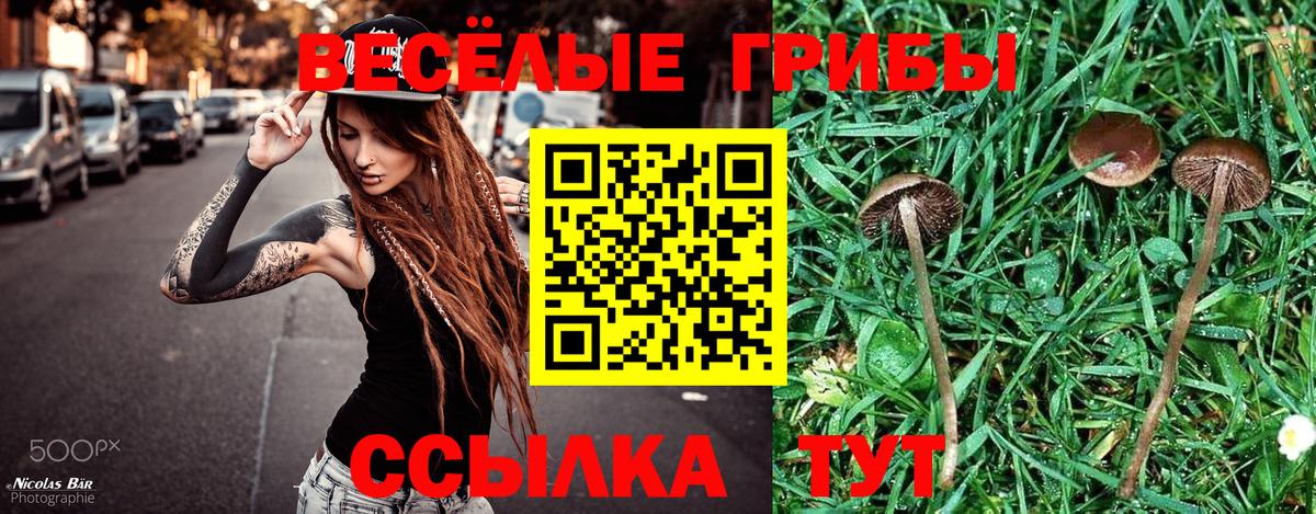 Горно-Алтайск  Галлюциногенные грибы Psilocybine cubensis  Вход с VPN 