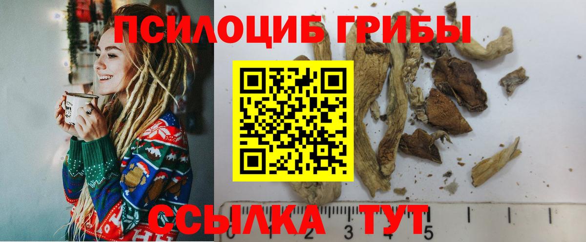 Псилоцибиновые грибы Psilocybe Горно-Алтайск